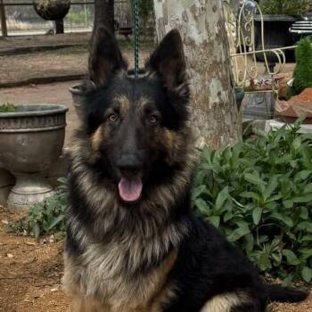 German Shepherd Dog Dogs Available for Adoption - Joshua | PetCurious