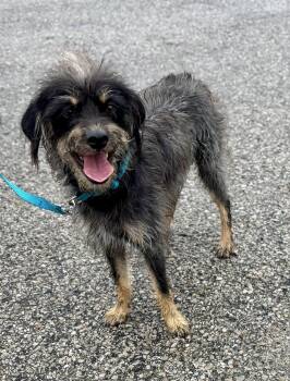 Wirehaired Terrier Dogs Available for Adoption in Owensboro, Kentucky - SNOOPY | PetCurious
