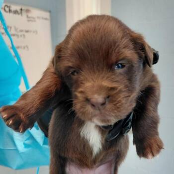Celeno 9753 -  Mixed Breed Dog for Adoption in Loxahatchee Groves, Florida - Celeno 9753 | PetCurious