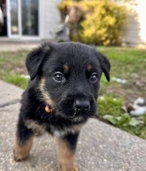 German Shepherd Dog Dogs Available for Adoption - Cole Aka Orange Collar | PetCurious
