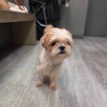 HOPE -  Shih Tzu Dog for Adoption in Waterford, New Jersey - HOPE | PetCurious