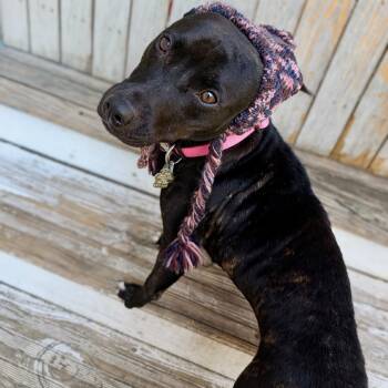 Rescue Labrador Retriever and American Bulldog Dogs for Adoption in New Orleans, Louisiana - Blanche | PetCurious
