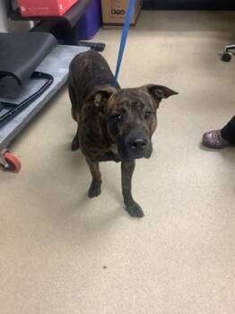 Rescue Treeing Walker Coonhound and Mixed Breed Dogs for Adoption in Fort Worth, Texas - 59579382 | PetCurious