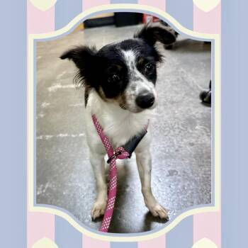 Ava Jane 09-2315 -  Papillon and Chihuahua Dog for Adoption in Tyrone, Georgia - Ava Jane 09-2315 | PetCurious