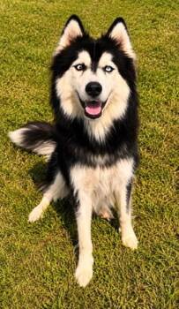 Saphire -  Husky Dog for Adoption in Covington, Louisiana - Saphire | PetCurious