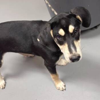 Segundo -  Mixed Breed Dog for Adoption in Asheville, North Carolina - Segundo | PetCurious