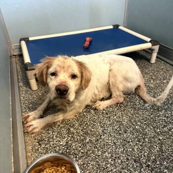 Muriel Bagge -  Brittany Spaniel and Mixed Breed Dog for Adoption in Port Richey, Florida - Muriel Bagge | PetCurious