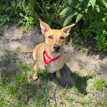 Ginger -  Mixed Breed Dog for Adoption in Titusville, Florida - Ginger | PetCurious
