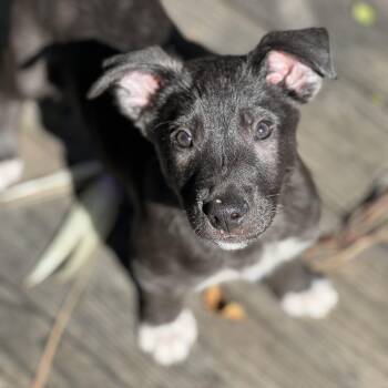 Black Labrador Retriever and German Shepherd Dog Dogs Available for Adoption - Boots~ Curious And Cuddly  | PetCurious
