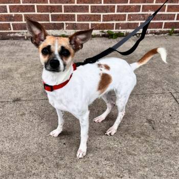 Terrier Dogs Available for Adoption in Waterloo, Iowa - Tasha | PetCurious