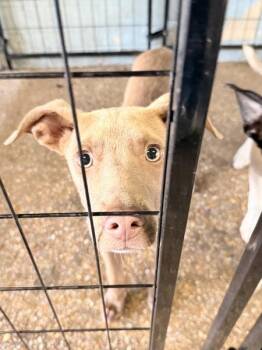 Miller -  Mixed Breed Dog for Adoption in Mobile, Alabama - Miller | PetCurious
