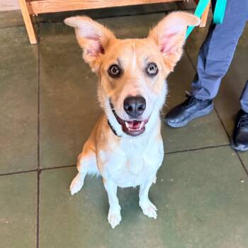 Lux -  Mixed Breed Dog for Adoption in Cheyenne, Wyoming - Lux | PetCurious