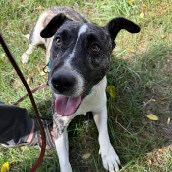 Penny -  Basset Hound and Pit Bull Terrier Dog for Adoption in Brainerd, Minnesota - Penny | PetCurious