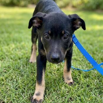 Turkey -  Doberman Pinscher Dog for Adoption in Tulsa, Oklahoma - Turkey | PetCurious