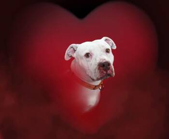 Rescue Pit Bull Terrier Dogs for Adoption in Ferndale, Washington - Nava | PetCurious