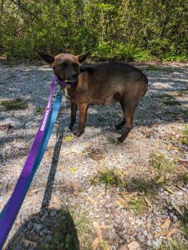 Rescue Mountain Cur and Chihuahua Dogs for Adoption in Chattanooga, Tennessee - CoCo Bunny | PetCurious