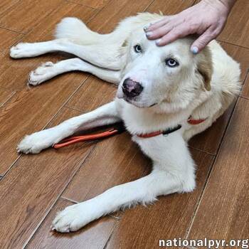 Maggie June in LA - An Absolute Sweetheart -  Great Pyrenees Dog for Adoption in Beacon, New York - Maggie June In LA - An Absolute Sweetheart | PetCurious