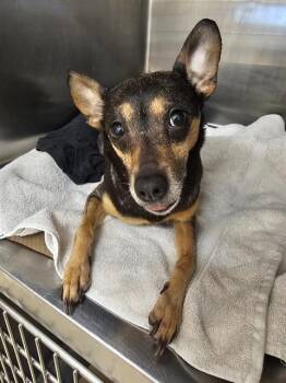 OLIVE -  Miniature Pinscher and Mixed Breed Dog for Adoption in Albuquerque, New Mexico - OLIVE | PetCurious
