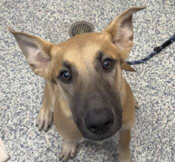 Phoenix -  German Shepherd Dog Dog for Adoption in Golden, Colorado - Phoenix | PetCurious