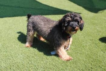 Angel -  Cavalier King Charles Spaniel and Poodle Dog for Adoption in Kansas City, Missouri - Angel | PetCurious
