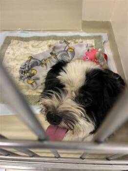 Maltese and Mixed Breed Dogs Available for Adoption in Fremont, California - BUSTELO | PetCurious