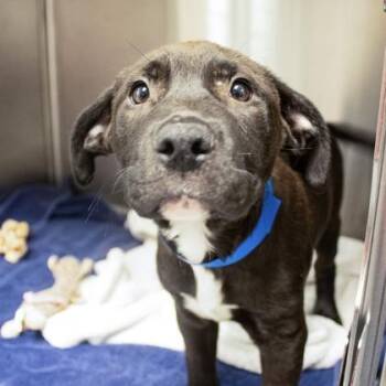 Labrador Retriever and Mixed Breed Dogs Available for Adoption in Atlanta, Georgia - Charlie | PetCurious