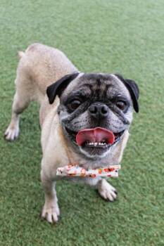 Jupiter -  Pug Dog for Adoption in Gardena, California - Jupiter | PetCurious