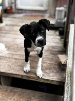 Keke -  Rat Terrier Dog for Adoption - Keke | PetCurious