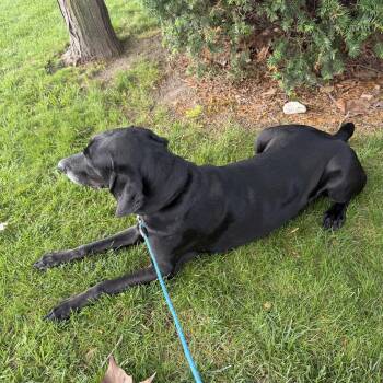 Tyson -  Coonhound Dog for Adoption in Royal Oak, Michigan - Tyson | PetCurious
