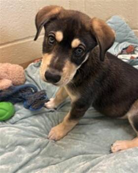 German Shepherd Dog and Mixed Breed Dogs Available for Adoption - STAR | PetCurious