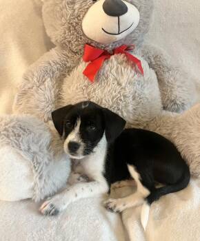 Dory -  Jack Russell Terrier Dog for Adoption in Sedalia, Colorado - Dory | PetCurious
