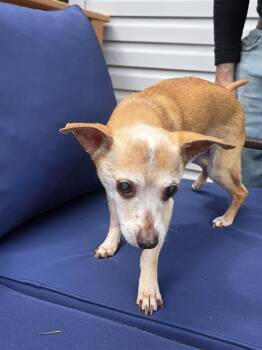 Chihuahua Dogs Available for Adoption in Baldwin, New York - Coco | PetCurious