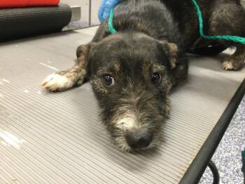 Terrier Dogs Available for Adoption in Thousand Palms, California - JAKE | PetCurious