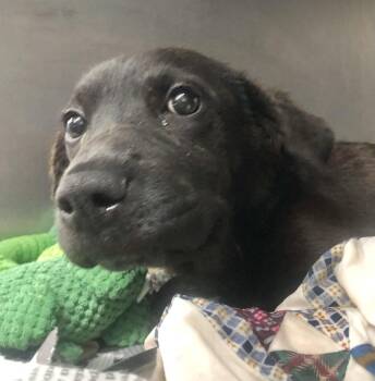 Panaka -  Mixed Breed Dog for Adoption in Parma, Ohio - Panaka | PetCurious