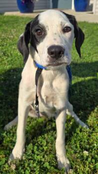 MARGE -  Pointer Dog for Adoption in Sandusky, Ohio - MARGE | PetCurious