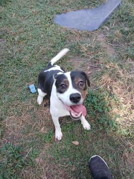 Rescue English Pointer Dogs for Adoption in Spring, Texas - Abby | PetCurious