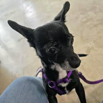 Diva -  Chihuahua Dog for Adoption in Alafaya, Florida - Diva | PetCurious