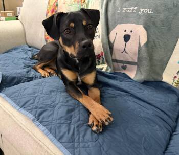 Lola -  Mixed Breed Dog for Adoption in Doylestown, Pennsylvania - Lola | PetCurious
