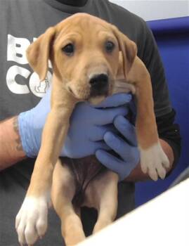 BLUEBIRD -  Pit Bull Terrier and Mixed Breed Dog for Adoption in Albuquerque, New Mexico - BLUEBIRD | PetCurious
