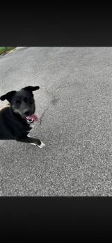 Cascade -  Mixed Breed Dog for Adoption in West Chester, Pennsylvania - Cascade | PetCurious