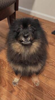 Louie -  Pomeranian Dog for Adoption in Voorhees Township, New Jersey - Louie | PetCurious