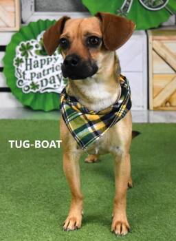 Tugboat -  Shepherd Dog for Adoption in Gilbert, Arizona - Tugboat | PetCurious
