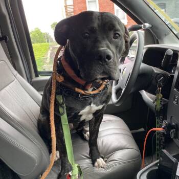 Cane Corso and Mixed Breed Dogs Available for Adoption in St. Louis, Missouri - Baby Bear | PetCurious