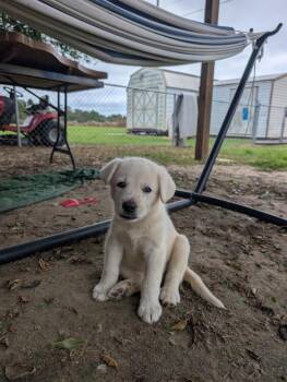 Mira -  German Shepherd Dog and Great Pyrenees Dog for Adoption in Rome, Georgia - Mira | PetCurious