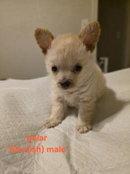 Rescue Pomeranian and Chihuahua Dogs for Adoption in Pacifica, California - Polar | PetCurious