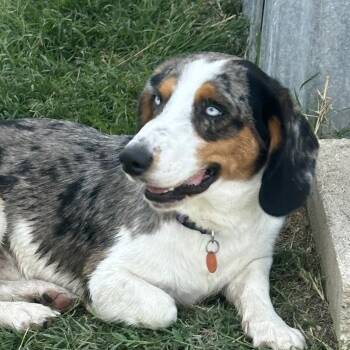 Basset Hound and Australian Shepherd Dogs Available for Adoption in Austin, Texas - Smiley CI | PetCurious