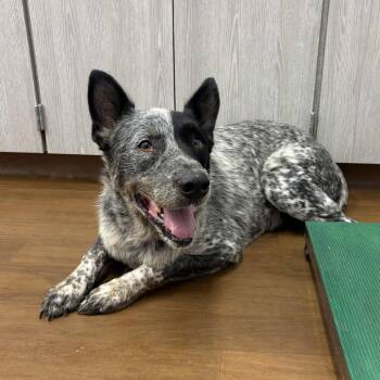 Mick -  Australian Cattle Dog Blue Heeler Dog for Adoption in Beaumont, Texas - Mick | PetCurious