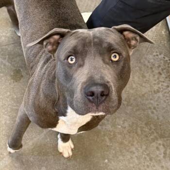 Apollo -  Terrier and Mixed Breed Dog for Adoption in Marshall, Texas - Apollo | PetCurious