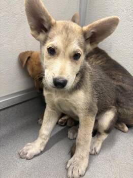 9849 -  Shepherd Dog for Adoption in Victorville, California - 9849 | PetCurious