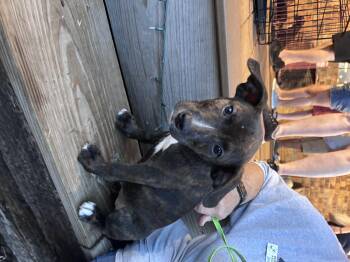 Turtle -  Labrador Retriever and Staffordshire Bull Terrier Dog for Adoption in Winder, Georgia - Turtle | PetCurious